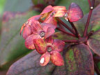 H. Albury Purple seed