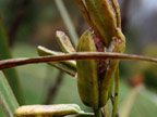 Louisiana Iris seed heads