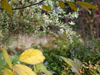 English-walnut, dappled willow, autumn colours